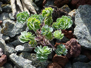 Aquilegia jonesii